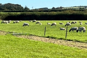 没绷住😂200只羊入侵球场并留下遍地粪便，英国一球赛被迫推迟